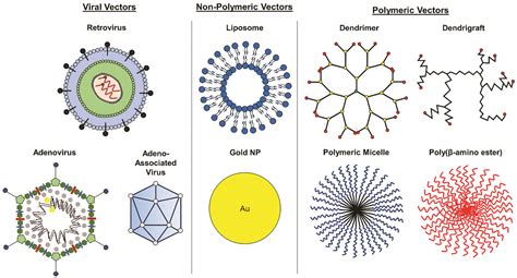 Nanomaterials | Free Full-Text | Vectors for Glioblastoma Gene Therapy ...