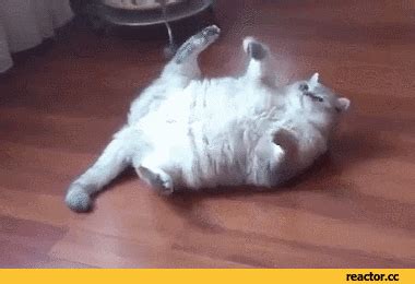 Fat GIF - Find & Share on GIPHY