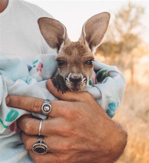 Joey Kangaroo @doyoutravel | Funny animals, Cute animals, Animals