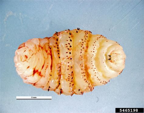 torsalo (Dermatobia hominis)