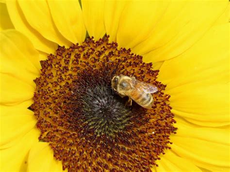 Honey bee on sunflower stock photo. Image of flower - 181557180