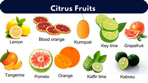 List of All Citrus Fruits | Citrus Fruits Name With Pictures - GrammarVocab