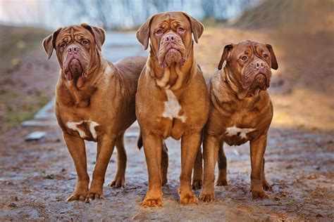 Dogue De Bordeaux Dog Breed Information | Temperament & Health