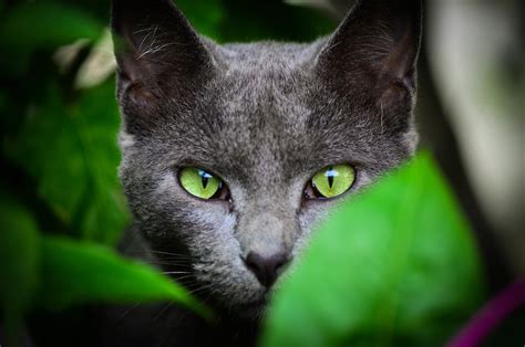 «chartreux» HD wallpapers