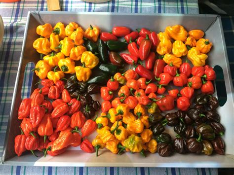 Colourful pepper harvest : r/gardening