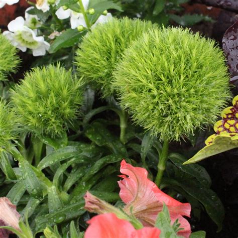 Cottage Farms Direct - Perennials - 'Green Ball' Dianthus - 2pc