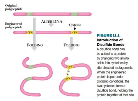 Engineering Disulfide Bonds