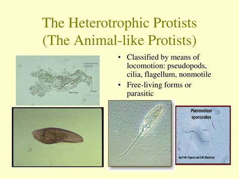 PPT - Kingdom Protista PowerPoint Presentation, free download - ID:1817499