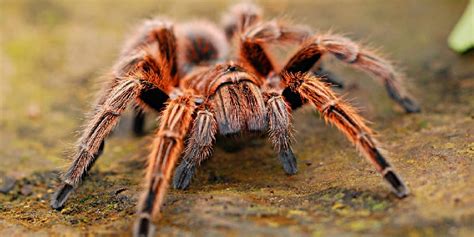 Select the Term That Best Describes a Fear of Spiders. - Yesenia-has-Banks