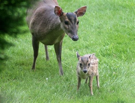 Muntjac deer - Muntiacus reeves