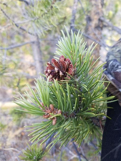 Lodgepole Pine Cones And Needles Stock Photo - Image of text, conifer ...