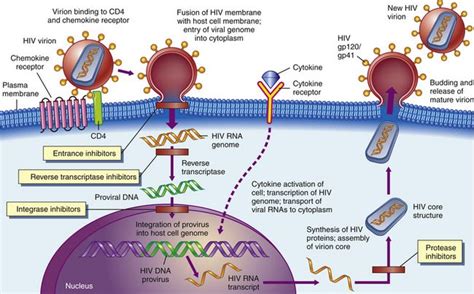 Antiretroviral Drugs Mechanism Of Action