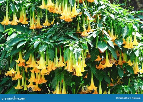 Datura flower stock image. Image of clear, countryside - 25356655