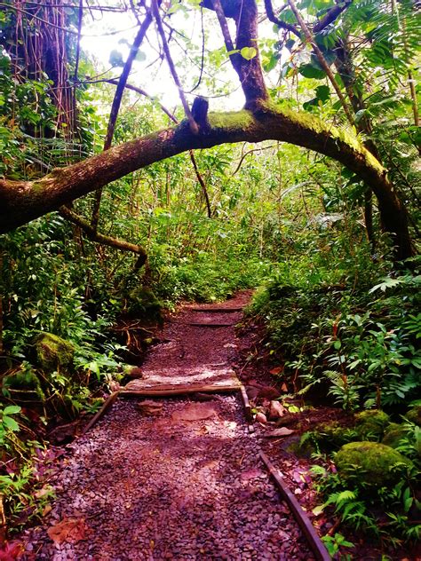 Manoa Falls Hike - Hawaii Hiking Places, Fall Hiking, Art Photography ...