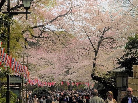 5 Best Cherry Blossom Festivals in Tokyo 2019 – Japan Travel Guide -JW Web Magazine