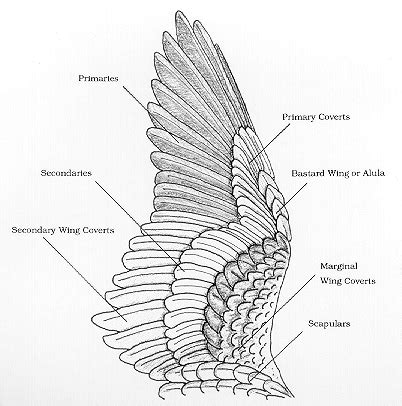 More wing feather classification. | Wings art, Wings drawing, Wing anatomy