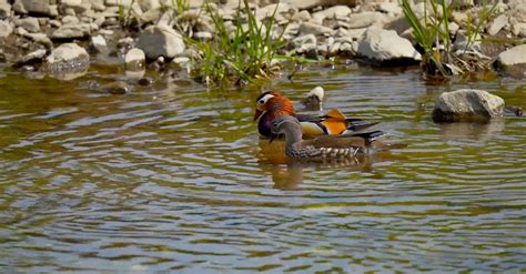 Couple of Colorful Birds on Lake Free Stock Video Footage, Royalty-Free 4K & HD Video Clip