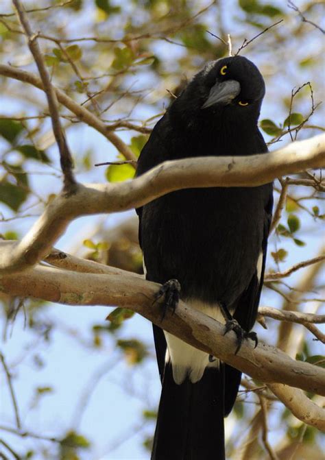 Curious Currawong | Australian native animals, Australian fauna, Backyard birds