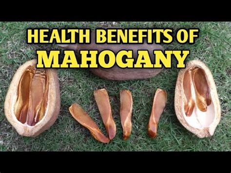 MEDICINAL BENEFITS OF MAHOGANY TREE - YouTube