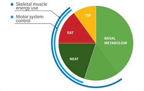 | Components of energy expenditure in non-obese healthy adults (39,... | Download Scientific Diagram