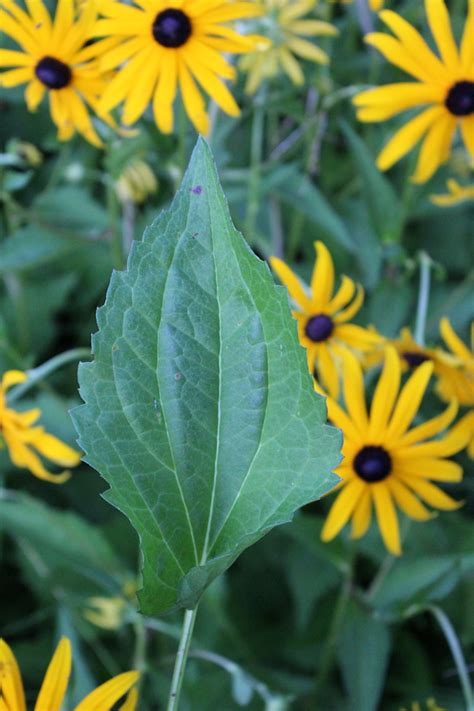 Black Eyed Susan Medicinal Uses