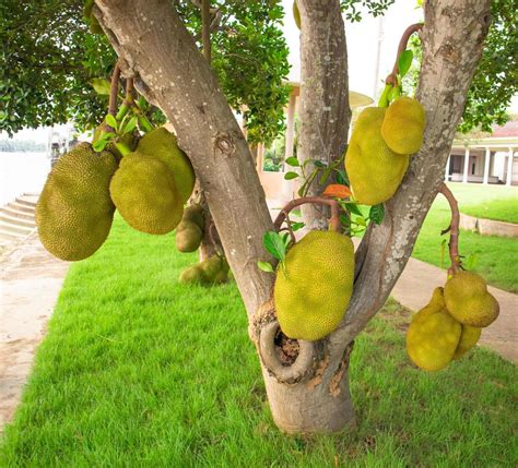 Jackfruit Tree, tropical fruit on tree in nature. 6881231 Stock Photo ...