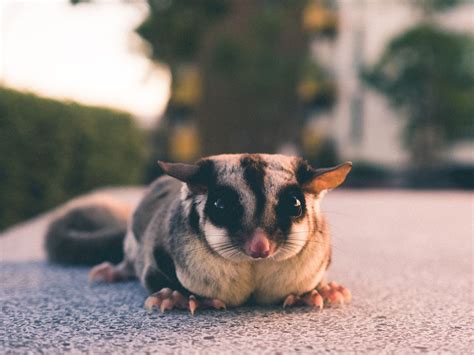 Sugar Glider Care: 3 Things You Need to Know Before Adopting – Petsmont