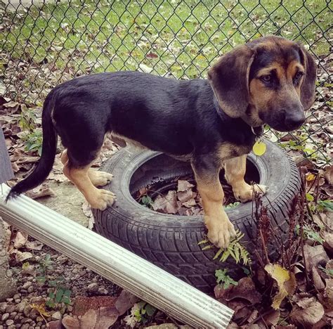 14 Basset Hounds Mixed With German Shepherd - The Paws