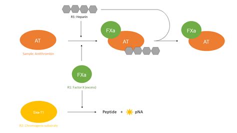 Antithrombin – Nodia