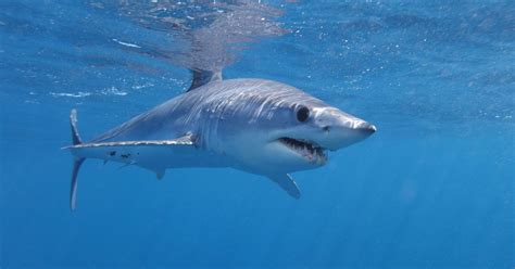 World's fastest shark that can swim up to 43mph seen lurking off ...