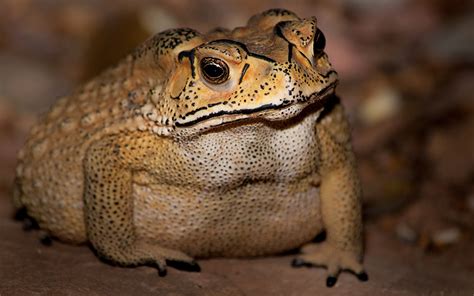 This Toxic Toad Could End Up Killing the Predators on Madagascar | Live Science