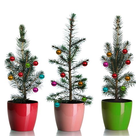 ﻿Grow Your Own Mini Living Christmas Tree - Parade