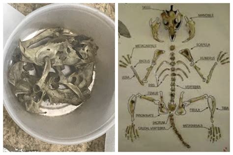 Adventures In Storytime (and Beyond): Owl Pellet Dissection - STEM Program