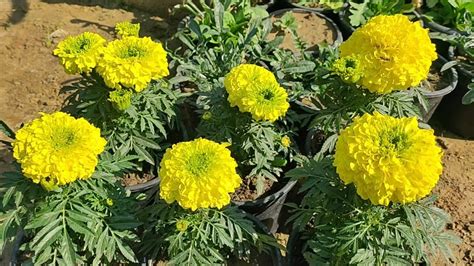 Marigold care in pots - YouTube