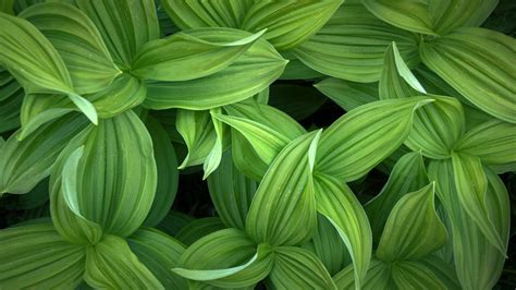 Green leaves Wallpaper 4K, Closeup, Plant, 5K