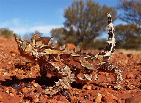 Thorny-Devil | Inhabitat - Green Design, Innovation, Architecture, Green Building