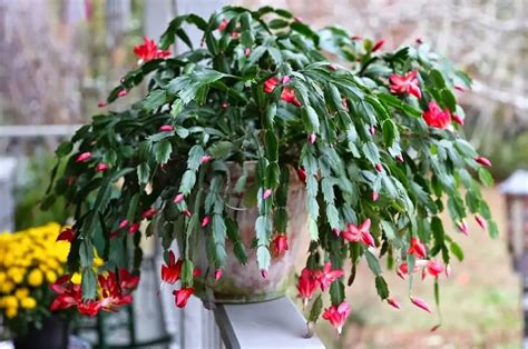 Repotting Christmas Cactus When & How To Transplant Christmas Cactus