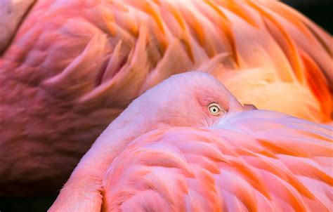 Photo Wallpaper Animals, Birds, Feathers, Color, Pink, - Flamingo Pink ...