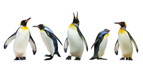 21,200+ Penguin Beak Stock Photos, Pictures & Royalty-Free Images - iStock