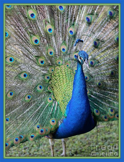 Peacock Plumage with Border Photograph by Carol Groenen