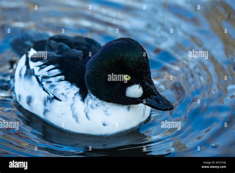 Goldeneye duck hi-res stock photography and images - Alamy