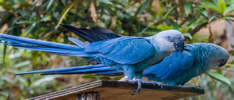 Spix's Macaw - American Bird Conservancy