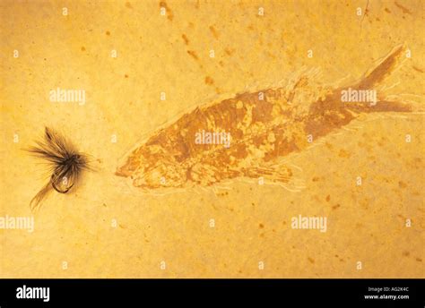 Fossil fish hi-res stock photography and images - Alamy