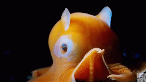 Adorabilis Dumbo Octopus GIF - Adorabilis Dumbo Octopus Hi - Discover ...