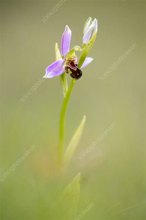 Bee orchid - Stock Image - C057/8018 - Science Photo Library