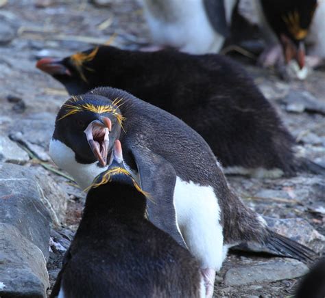 Macaroni Penguins air-cushioning | These penguins fight with… | Flickr