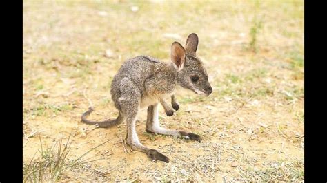 How to pet a baby kangaroo! CUTEST VIDEO - YouTube