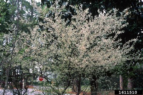 Chickasaw plum (Prunus angustifolia)