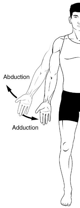 Abduction Anatomy - Anatomical Charts & Posters