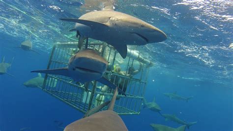 11 Places Where You Can Swim With Sharks | Melody Jacob